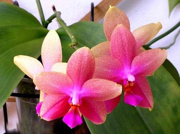 Орхидея лиодоро