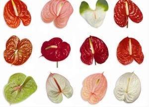 Листья различных сортов антуриума: красные, зеленые, розовые, белые и другие