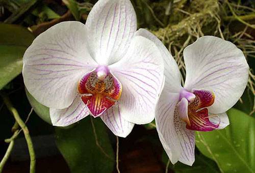 В орхидее завелись мошки