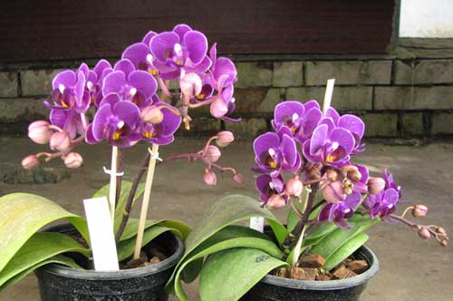 Можно ли пересадить цветущую орхидею фаленопсис