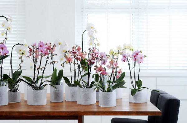 Можно ли пересадить цветущую орхидею фаленопсис