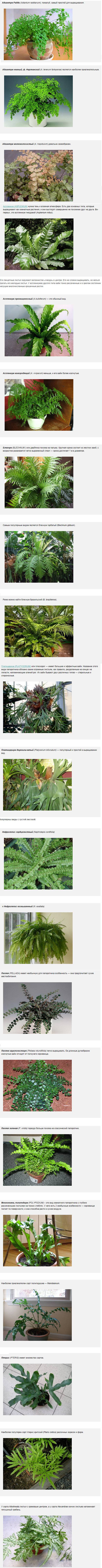 Виды Папоротников Названия И Фото Комнатные Растения