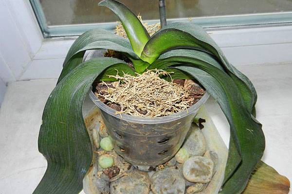 Почему у орхидеи вялые мягкие листья и что делать при сморщенных листовых пластинах, видео