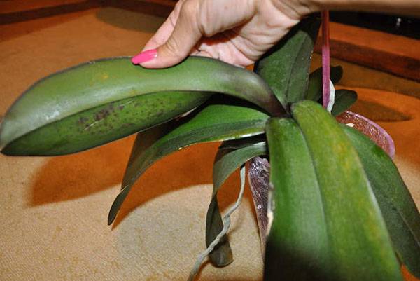 Почему у орхидеи вялые мягкие листья и что делать при сморщенных листовых пластинах, видео