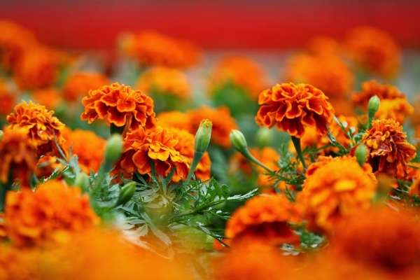 Бархотки цветут с начала лета до конца осени, обладают сильным запахом