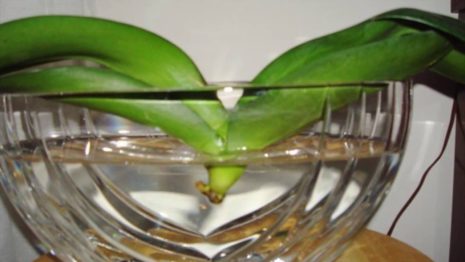 Реанимация орхидей в воде