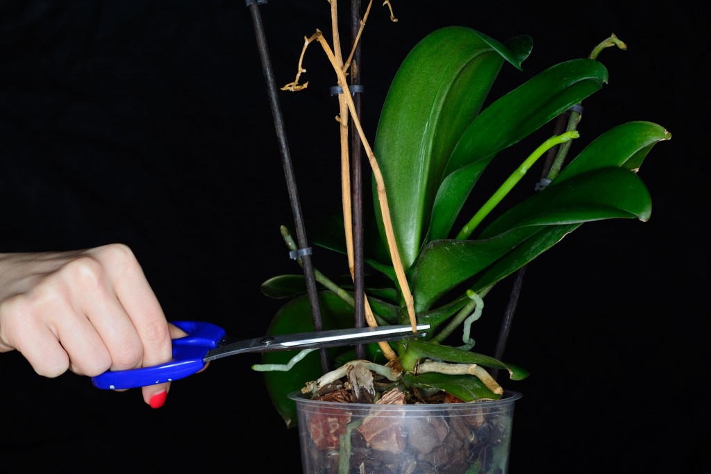 Обрезание высохшего цветоноса орхидеи