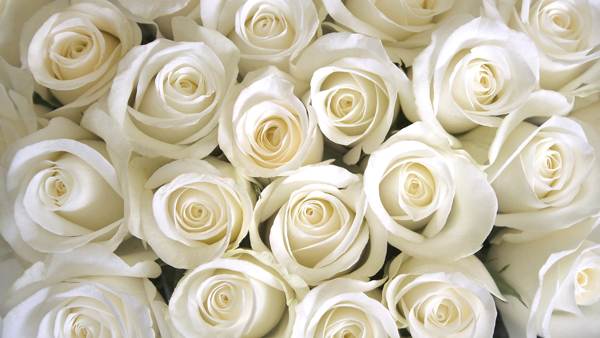 Белые розы символ