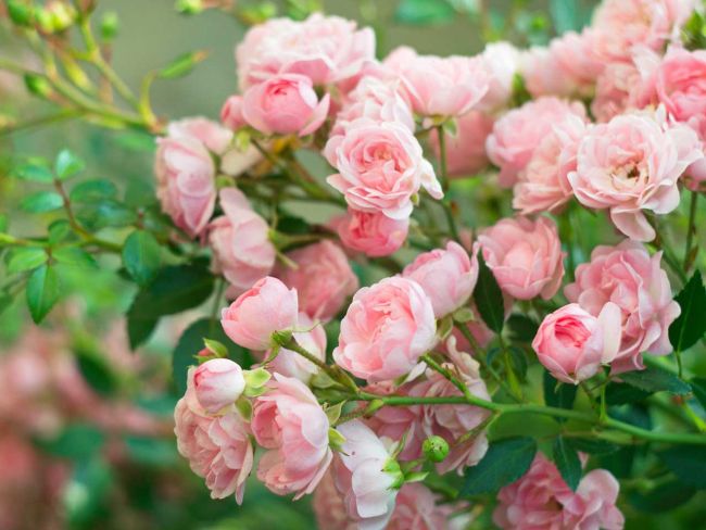 Садовые розы – настоящее украшение цветников и розариев