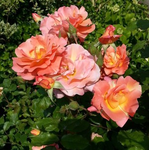 Розы Парковые Сорта Фото Описание