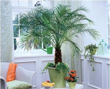 Комнатная или домашняя декоративная пальма – растение особенное