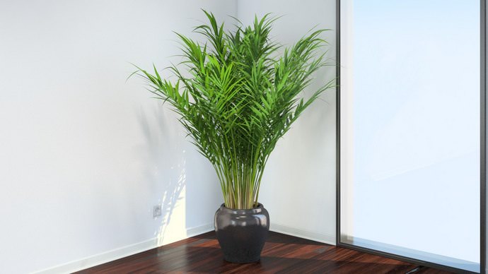 Пальмовидные или пальмовые комнатные культуры – достаточно обширное семейство однодольных растений