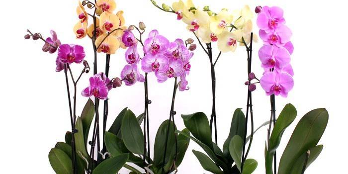 Орхидеи Фаленопсис разных цветов