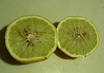 Список цитрусовых фруктов