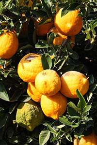 Список цитрусовых фруктов