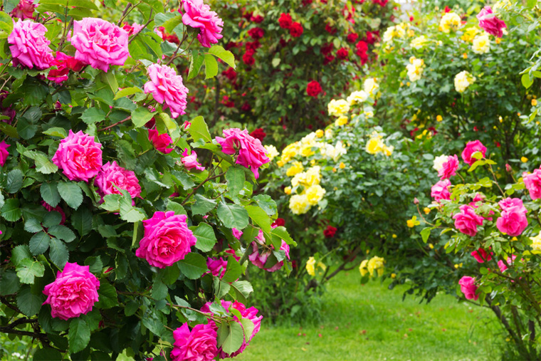 Как ухаживать за садовыми розами