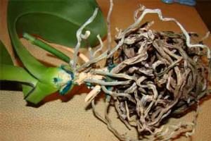 Что делать, если у орхидеи сгнили корни: «реанимация» в домашних условиях