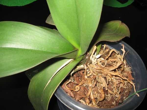 Почему у орхидеи лопаются листья