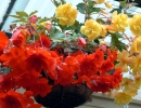 Комнатный цветок бегония: уход и размножение в домашних условиях с фото