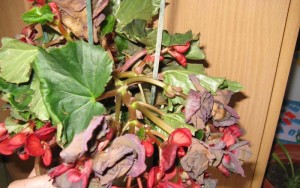 Комнатный цветок бегония: уход и размножение в домашних условиях с фото