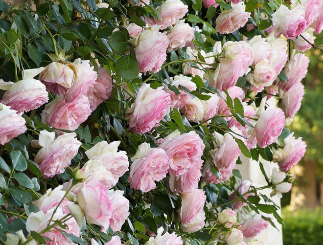 как правильно посадить плетистую розу