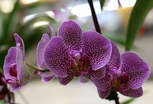 вредители орхидей фото
