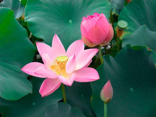 Лотос - это священный цветок Будды