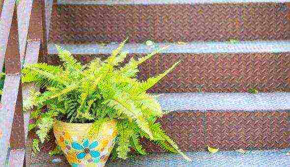 можно ли дома выращивать папоротник как комнатное растение