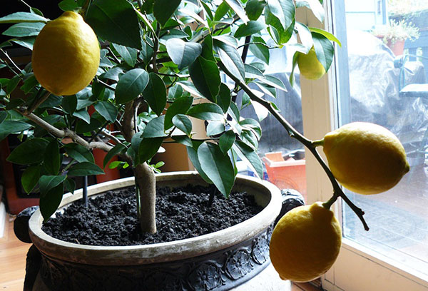 Как вырастить дома лимонное дерево