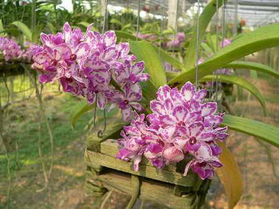 Какого цвета бывают орхидеи