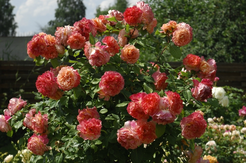 Как посадить розы сорта Аугуста Луиза