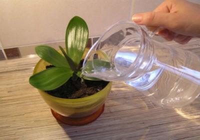 Как использовать янтарную кислоту для орхидей