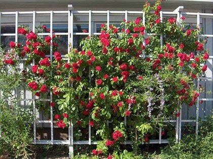 Опоры для плетистых роз: как самостоятельно изготовить красивые опоры