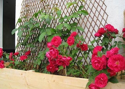 Опоры для плетистых роз: как самостоятельно изготовить красивые опоры