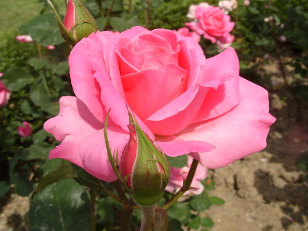 Фиолетовая роза