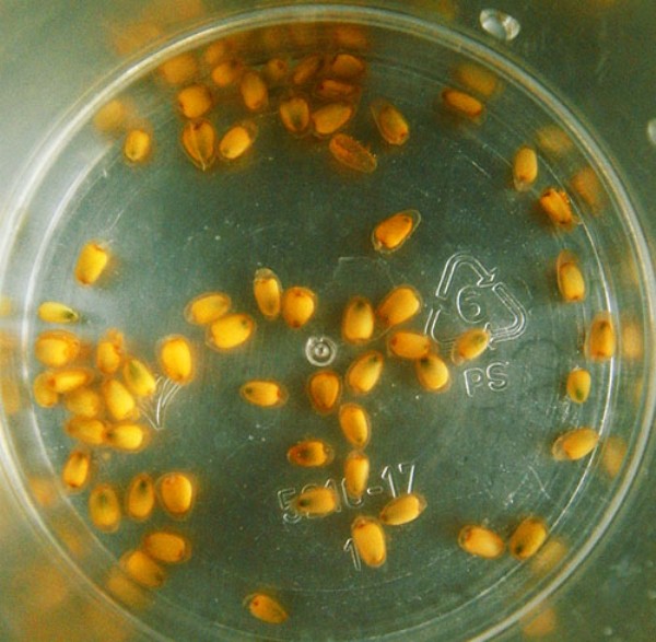 Перед посадкой зерна Антуриума обрабатывают 0,1-процентным раствором марганцовокислого калия