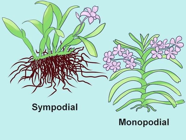 симпоидальные монопоидальные растения