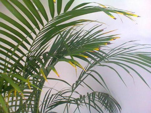 Почему желтеют и опадают листья пальмы комнатной?