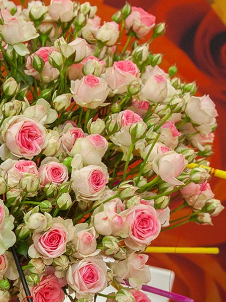 роза спрей Мими Эден (фото и описание сорта)