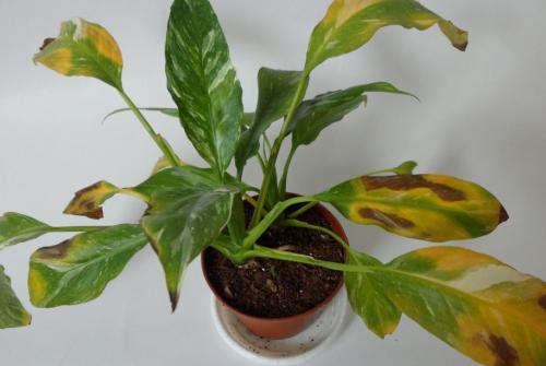 Почему чернеют листья у комнатных растений: причины и способы спасения цветов
