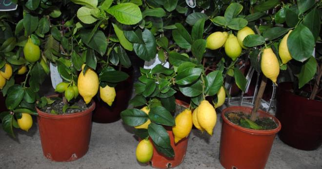 Комнатный лимон - тонкости выращивания в домашних условиях