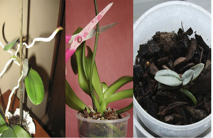 как вырастить детку орхидеи