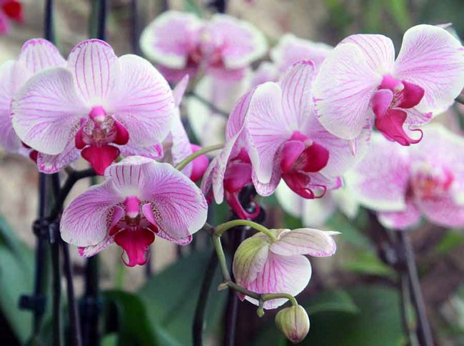 Разведение орхидей в домашних условиях