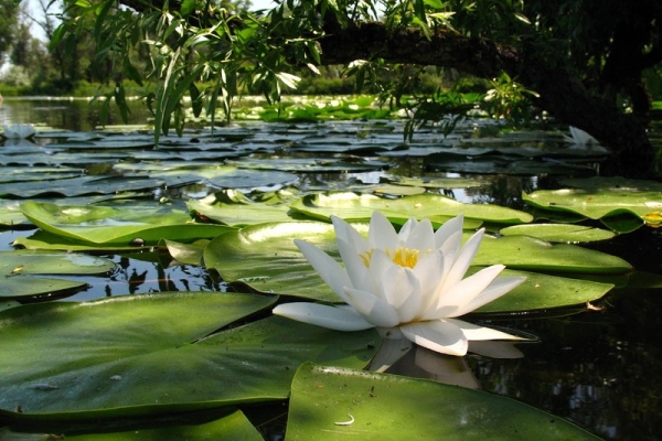 Водяная лилия – это растение-амфибия, может произрастать как на воде, так и на суше