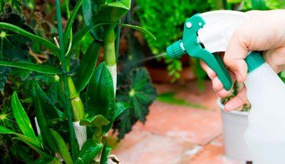 Янтарная кислота польза и вред для растений