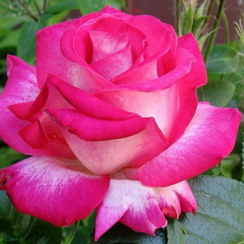 Кремовые розы сорта