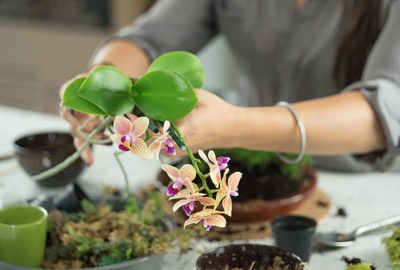 Земля для орхидеи