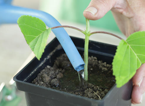 Как наладить полив растения