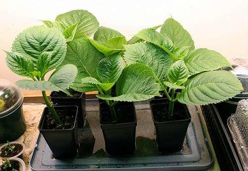 Выращивание гортензии из семян в домашних условиях