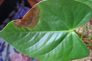 Пораженный лист - растение больное